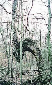This tree made the 2003 list for weird trees in Indiana. It is located in Jackson County. Courtesy Photo.