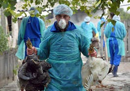 Romanian health workers carry domestic birds in the eastern village of Ceamurlia de Jos, Romania Tuesday Oct. 11 2005.In Romania, where the country\'s first suspected bird flu cases were reported Friday, some 40,000 birds were to be slaughtered in coming days and authorities were giving thousands of people a standard flu vaccine to prevent them from getting human flu. Expert laboratories have not confirmed bird flu, let alone the presence of the H5N1 strain that experts are tracking for fear it could mutate to become a dangerous human virus (AP Photo)