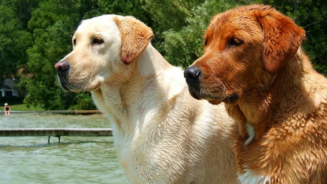 Labrador Retriever, the most popular dog breed in America.