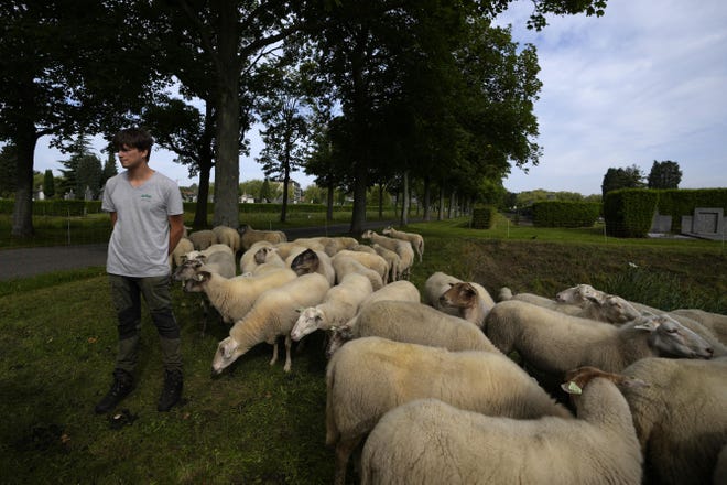 Belgian sheep herder Lukas Janssens tends to his flock at Schoonselhof cemetery in Hoboken, Belgium, Friday, Aug. 13, 2021. Limiting emissions of carbon dioxide, a key contributor to climate change, and promoting biodiversity are two key goals of Janssens small company The Antwerp City Shepherd. (AP Photo/Virginia Mayo)