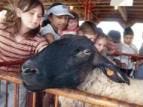 Third-grade students from Parkview Primary School pet a ewe during Lawrence County Ag Day Wednesday at the 4-H Fairgrounds off U.S. 50.Times-Mail/SCOTT BRUNNER