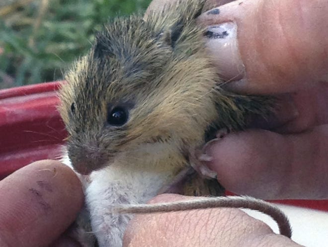 Debra Hill weighs a New Mexico meadow jumping mouse that was trapped during survey efforts on the Bosque del Apache National Wildlife Refuge, N.M., in 2016.