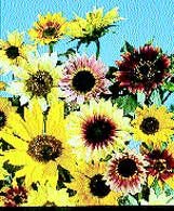 The Fantasia sunflower is pollen-free, making it suitable for cutting to enjoy indoors. Flowers in the Fantasia Mix include bi-colors and solids of yellow, orange and burgundy, with blooms growing to 3 to 8 inches across. AP photo