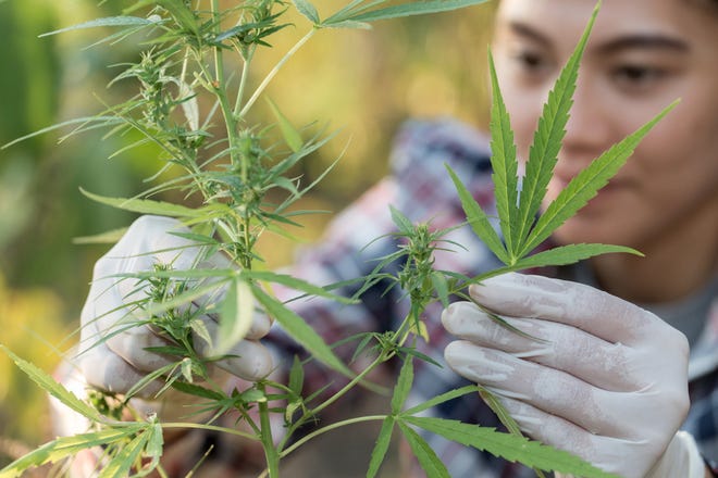 Person examining cannabis plant in field.