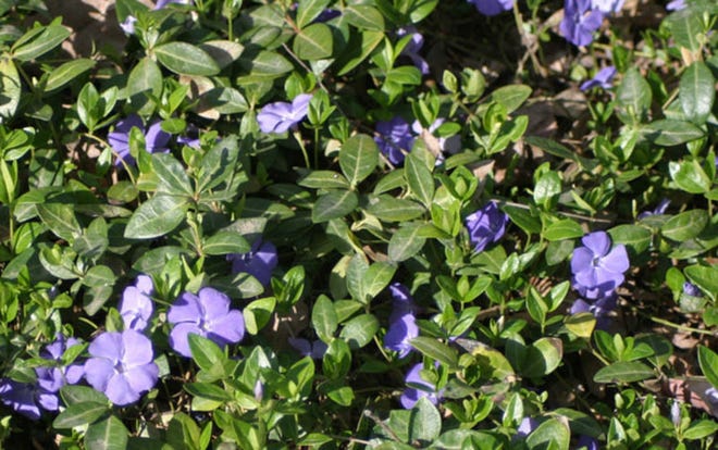 Periwinkle in flower. iGrow photo