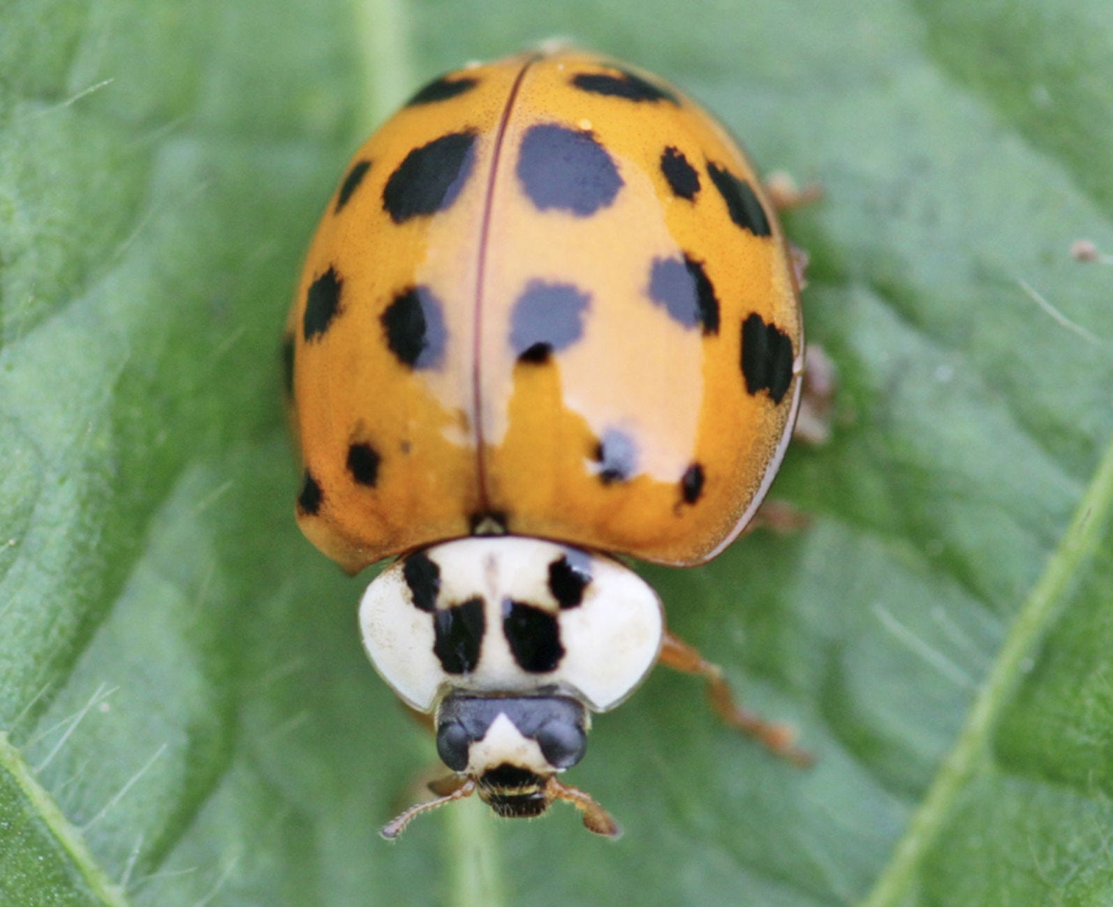 The top 10+ Do asian lady beetles bite 1 No. Those aren't ladybugs. They're Asian lady beetles and they bite