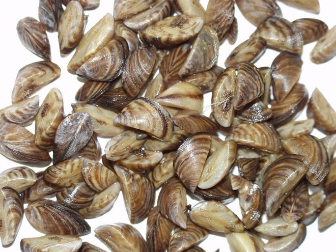 Zebra mussels are generally small and can be identified by the distinctive stripes on their shells. If not contained, zebra mussels reproduce quickly and can damage waterways and boats and clog water treatment facilities and power plants.