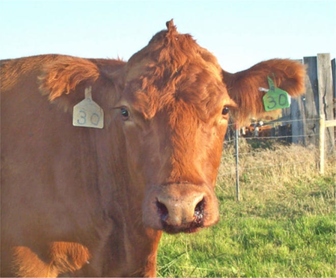 This cow was infected with anthrax. Photo courtesy of the North Dakota Department of Agriculture