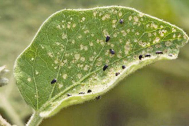 What to do about kale-eating critters 1 Flea beetles feeding on eggplant. Courtesy photo