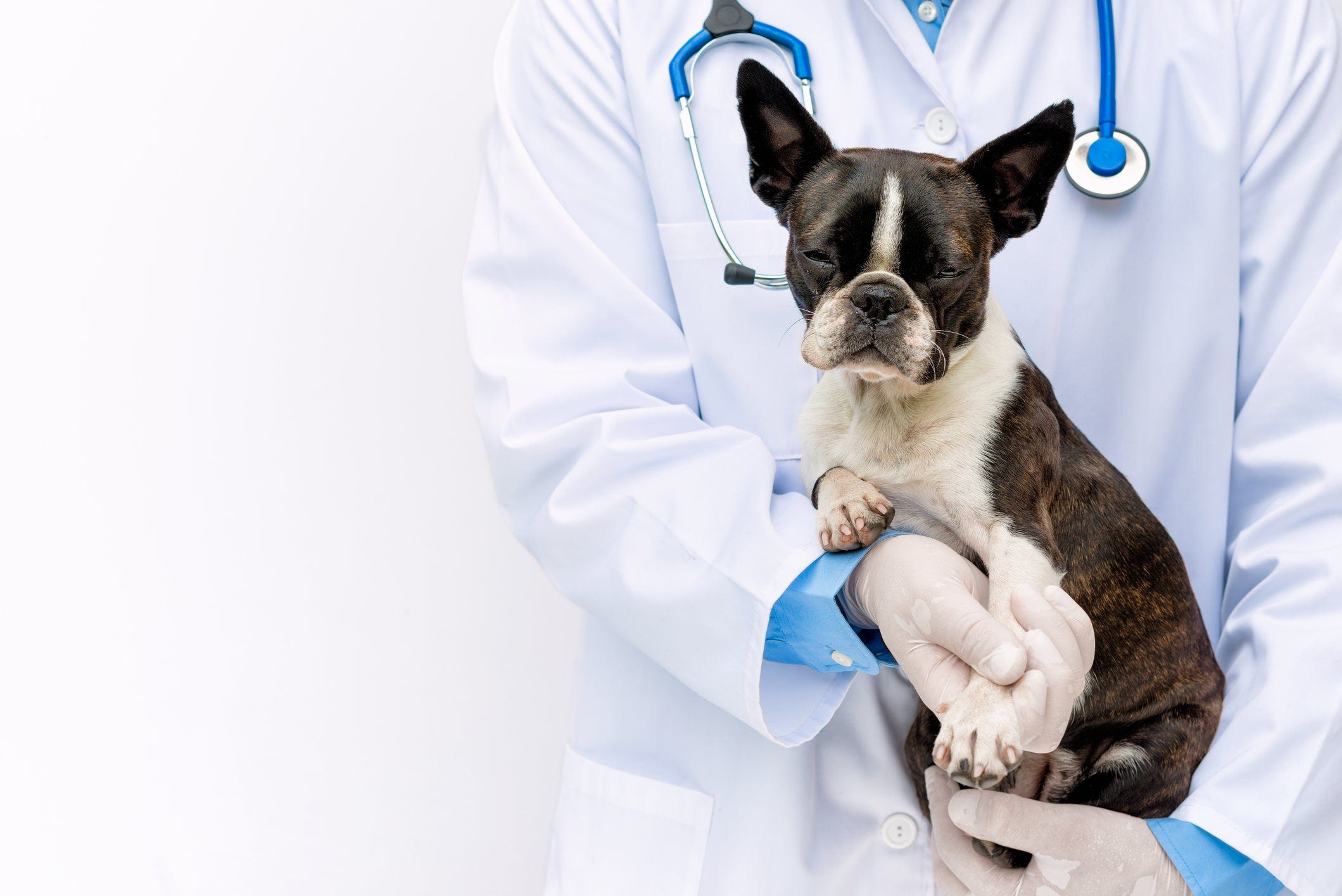 List of 10+ what can i give dog for pain 1 What can you give a dog for pain? Never Tylenol or Ibuprofen, only this