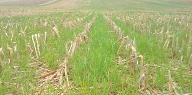 Rye cover crop growth in spring in field near Sioux Falls, SD. iGrow photo