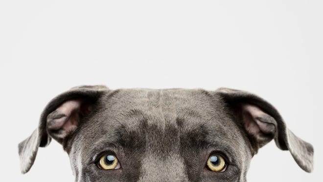 Do dogs see color? Yes, but differently than humans.