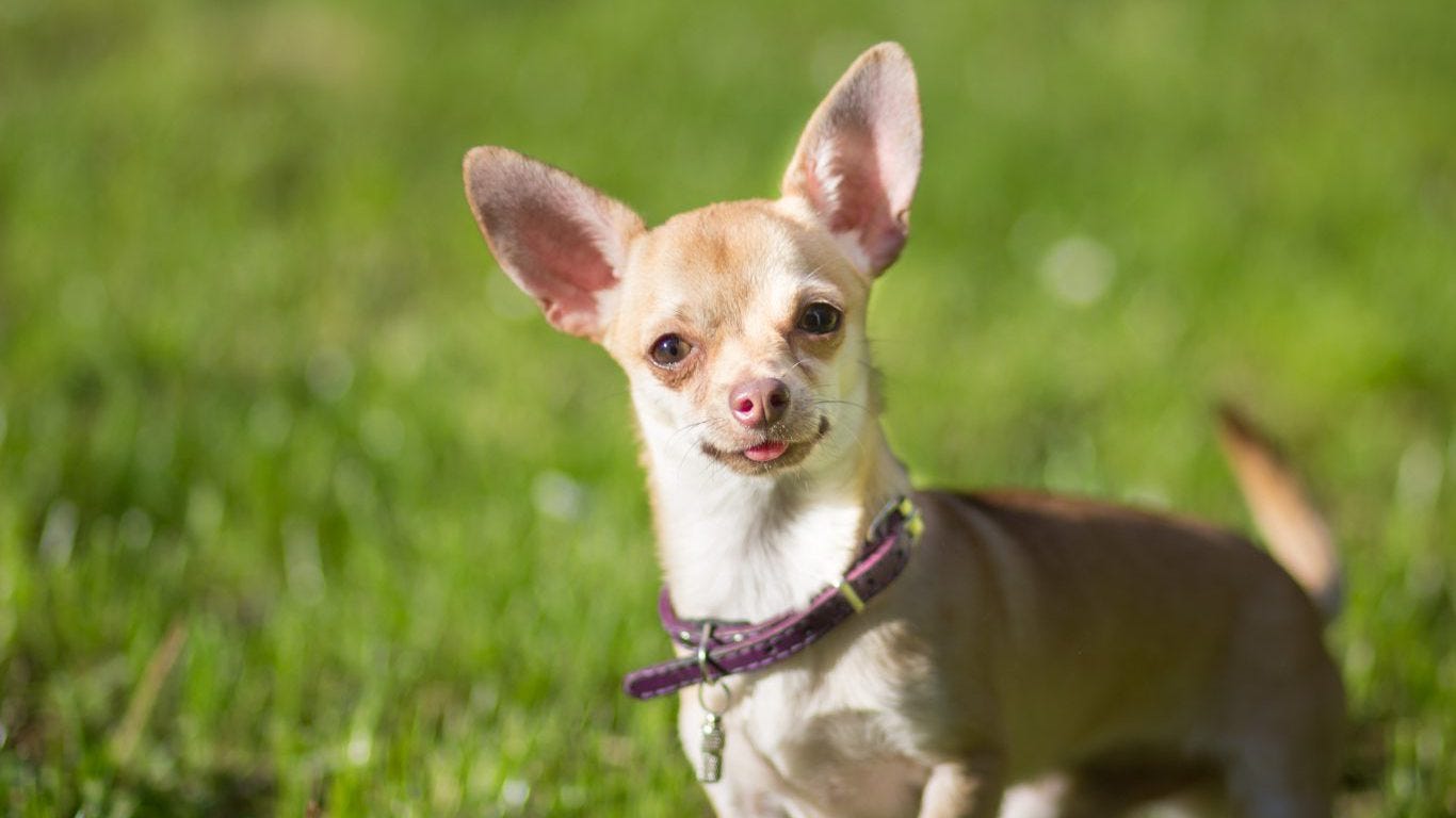 signs of ear mites on dogs