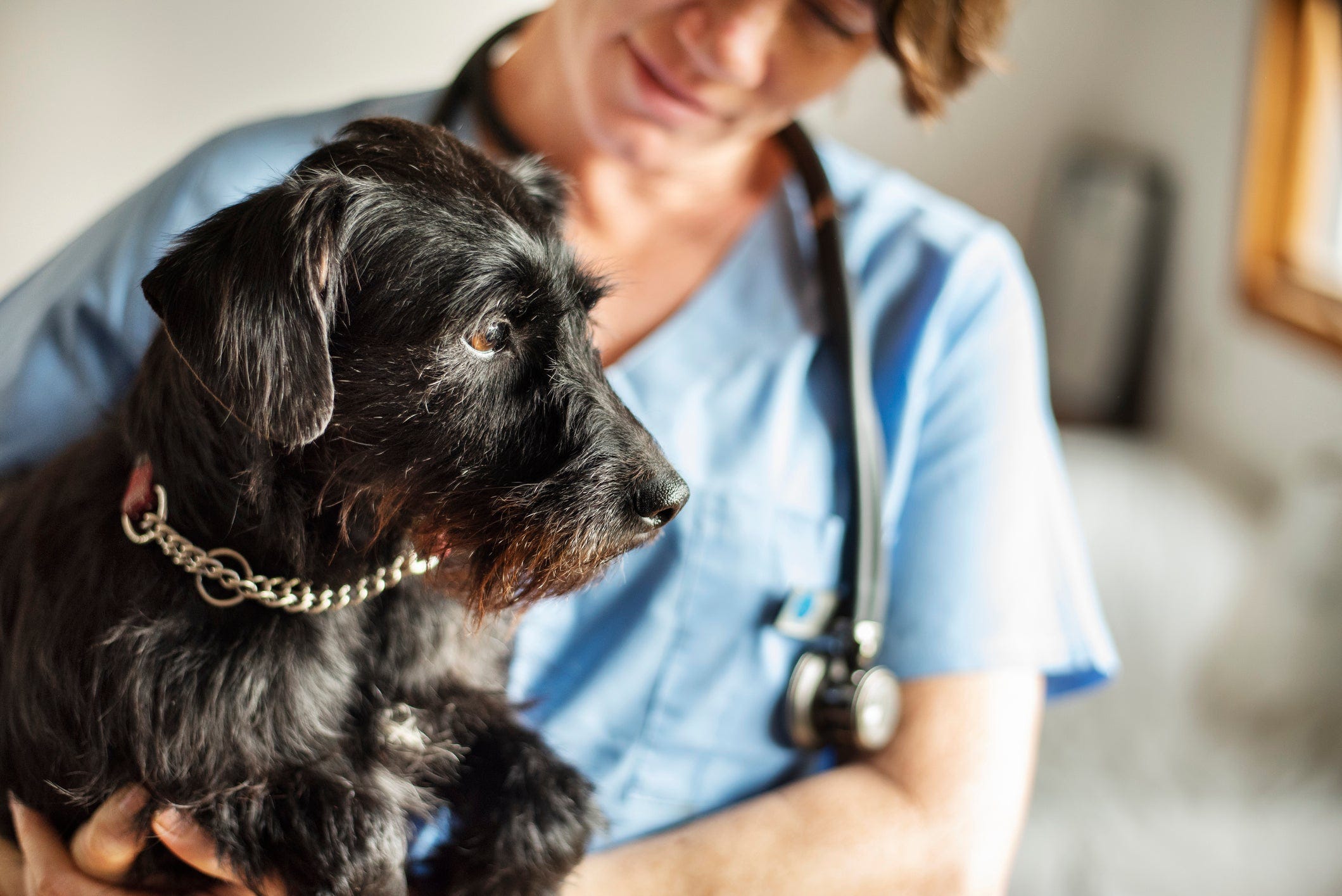 A veterinarian holds a calm little dog as he prepares for an exam.