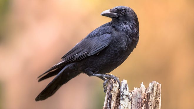 Fun fact, Crow meat was also considered a delicacy in the late 1800s.