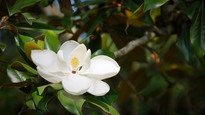 Mississippi's state nickname comes from the state flower, the magnolia.