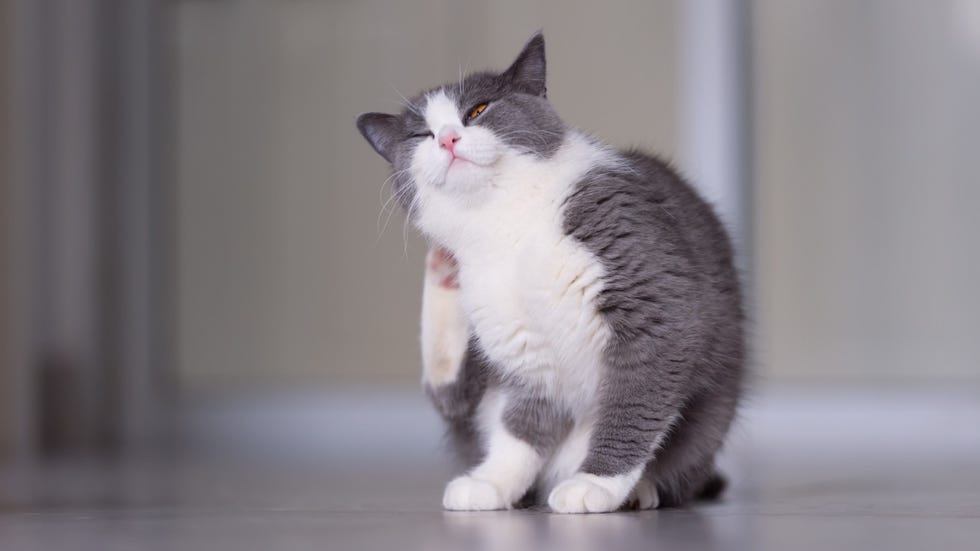 A cat scratches itself. "Preventing tick bites on people and pets is a critical issue,” said tick expert Thomas Mather, a professor of public health entomology at the University of Rhode Island.