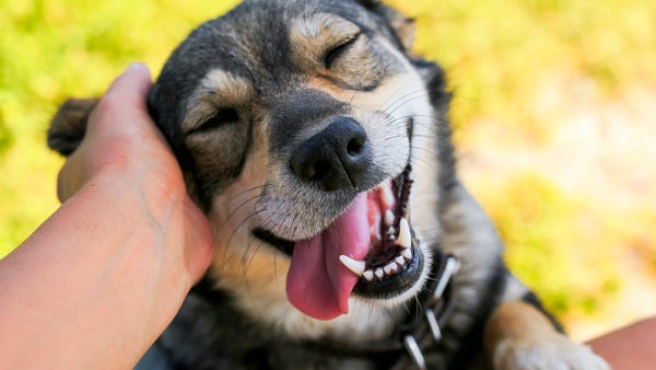 A dog smiling while being petted by its owner.