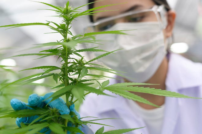 As of February 2022, a total of 37 states, the District of Columba, Guam, Puerto Rico and the U. S. Virgin Islands have legalized marijuana for medical uses, including treatment of glaucoma.