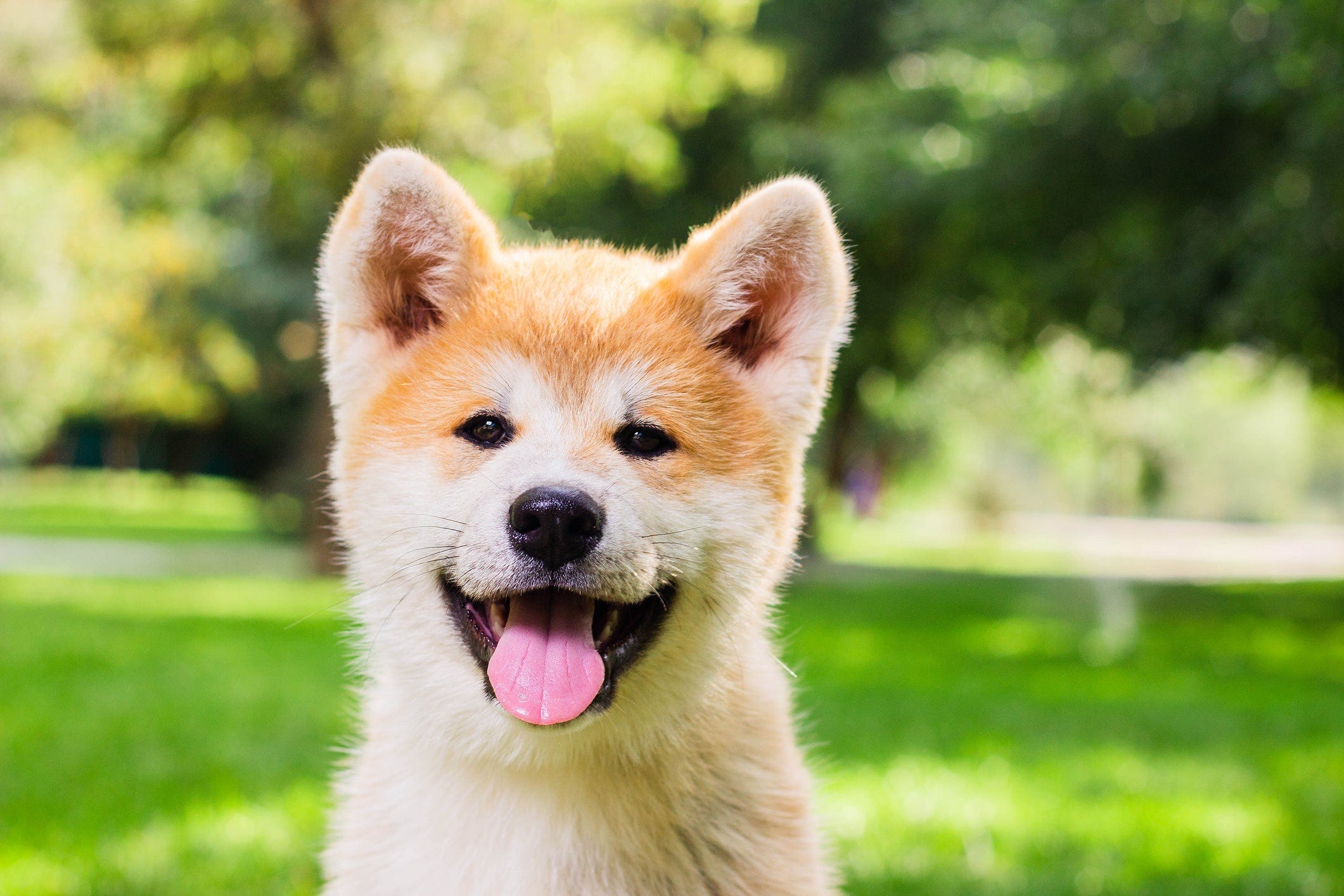 are-cucumbers-safe-for-my-dog