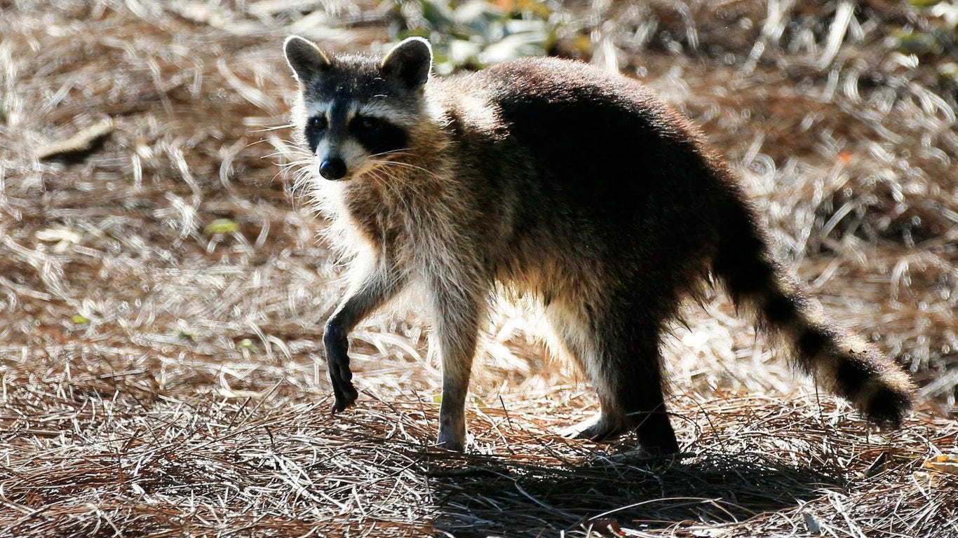 Are raccoons dangerous to humans, pets? Here's how to protect yourself Are raccoons dangerous to humans, pets? Here's how to protect yourself