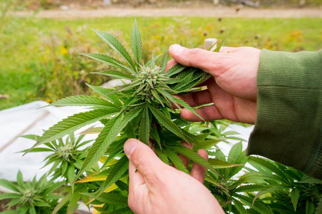 A person holding marijuana leaves.