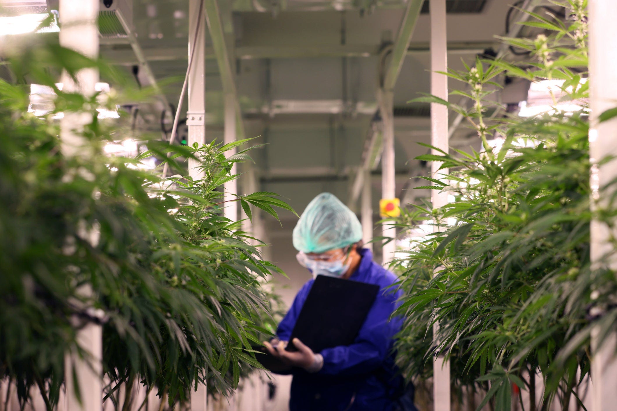 A worker in an industrial marijuana grow house.
