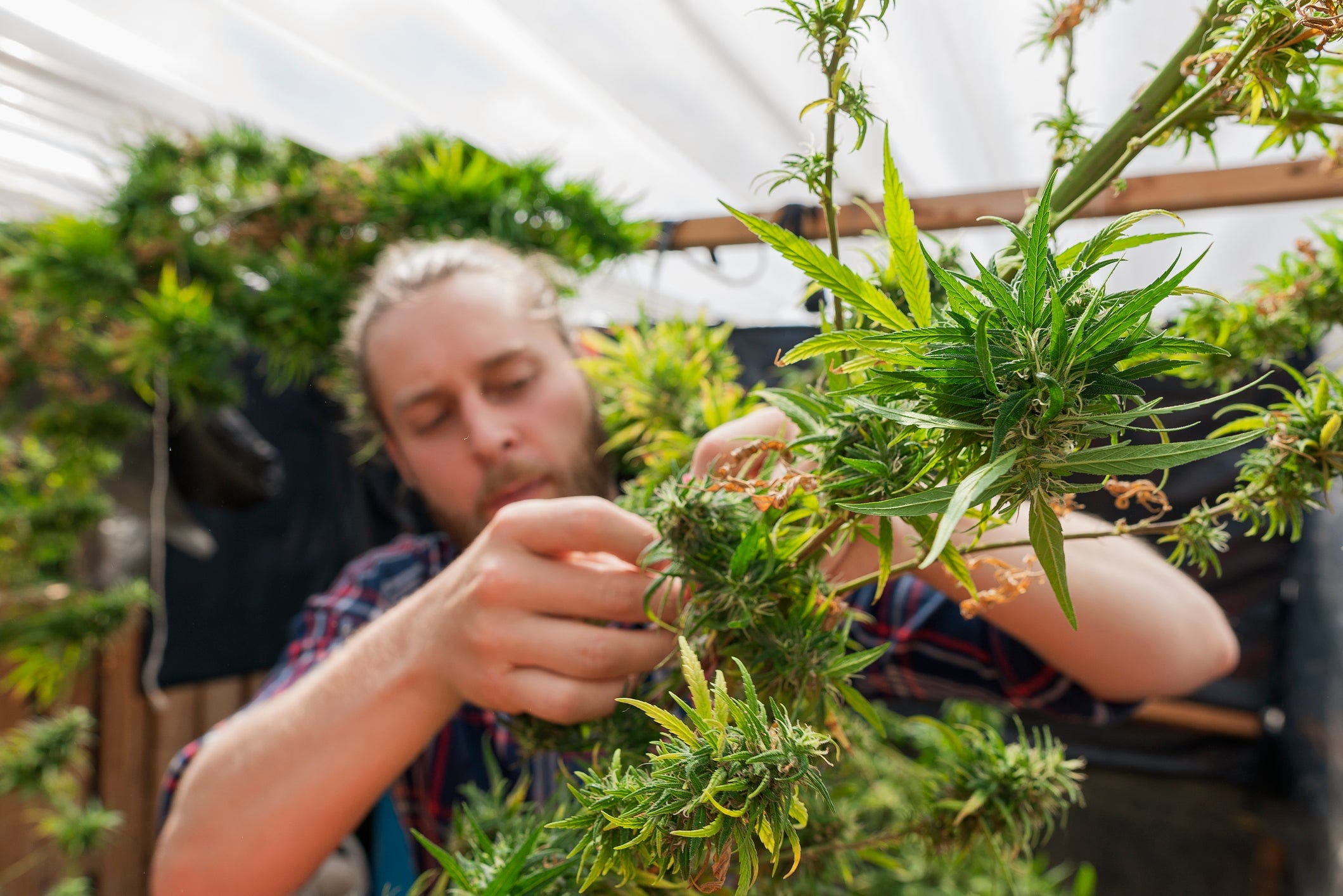 Marijuana grower pruning buds on plant.