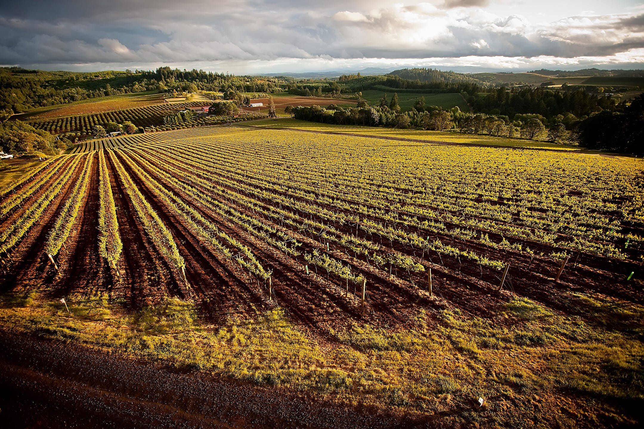 Willamette Valley Vineyards