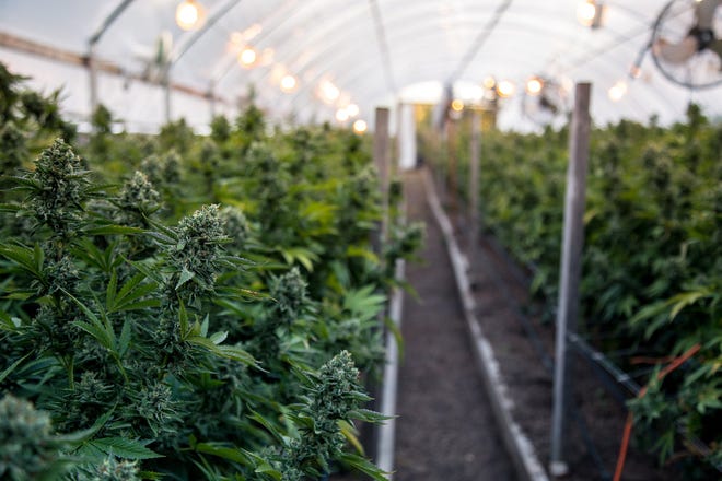 A marijuana greenhouse.