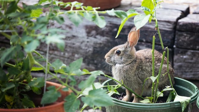 A domesticated rabbit can live anywhere from eight to 12 years, but breed and living conditions play a role.