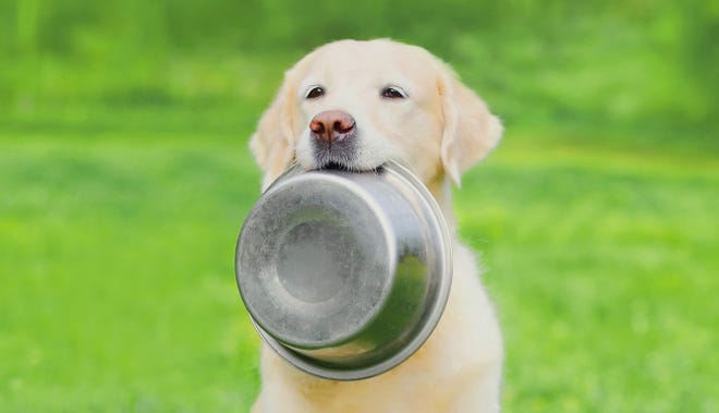 Can dogs eat apples? Fruits that are healthy and safe for pets