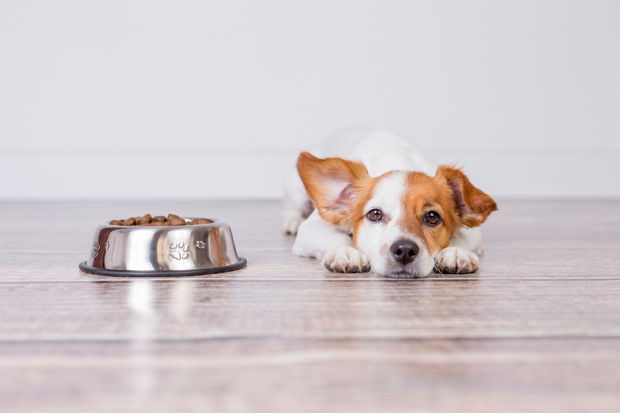 how much is too much sugar for dogs