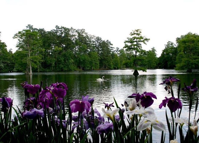 Swan Lake Iris Gardens