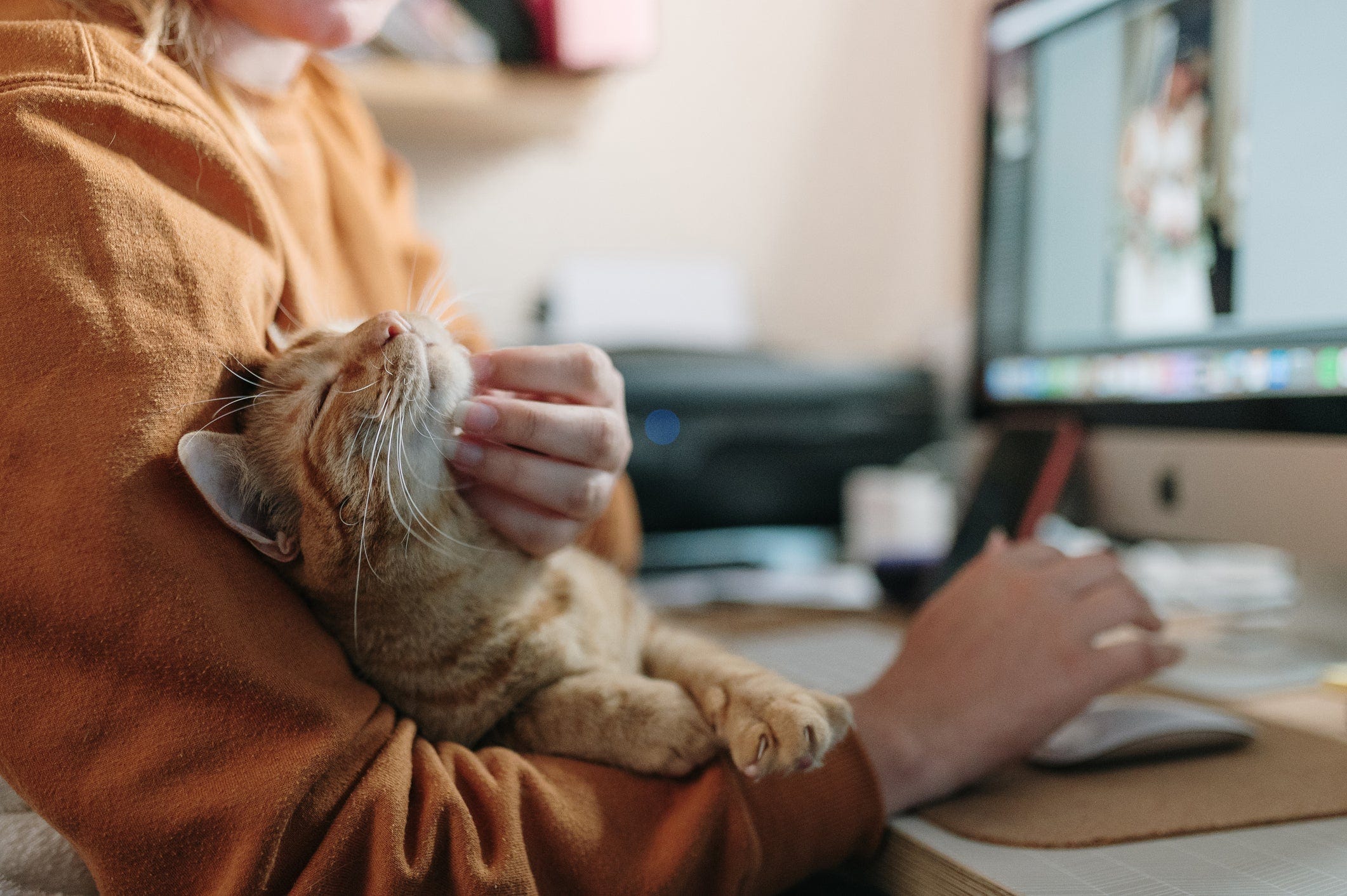 How to trim your cat's nails, explained by a vet expert How to trim your cat's nails, explained by a vet expert