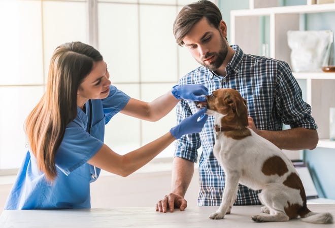 How often should I take my dog to the vet? Understanding pet checkups.