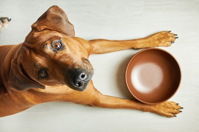 The BARF diet claims to bring dogs back to their non-domesticated way of feeding and boasts benefits like growth, better health and longevity.