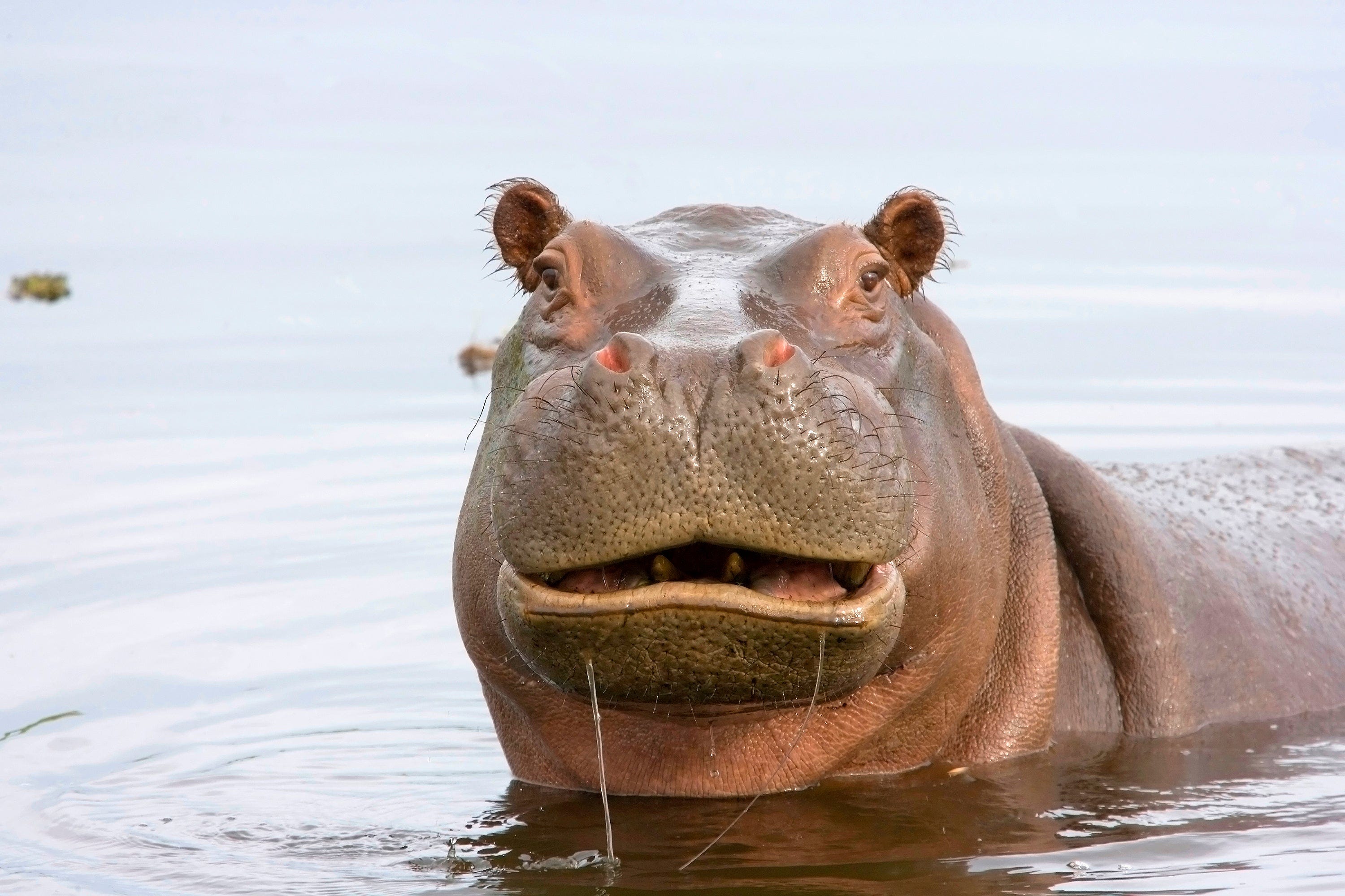What do hippos eat? Are they omnivores or herbivores? We explain. What do hippos eat? Are they omnivores or herbivores? We explain.