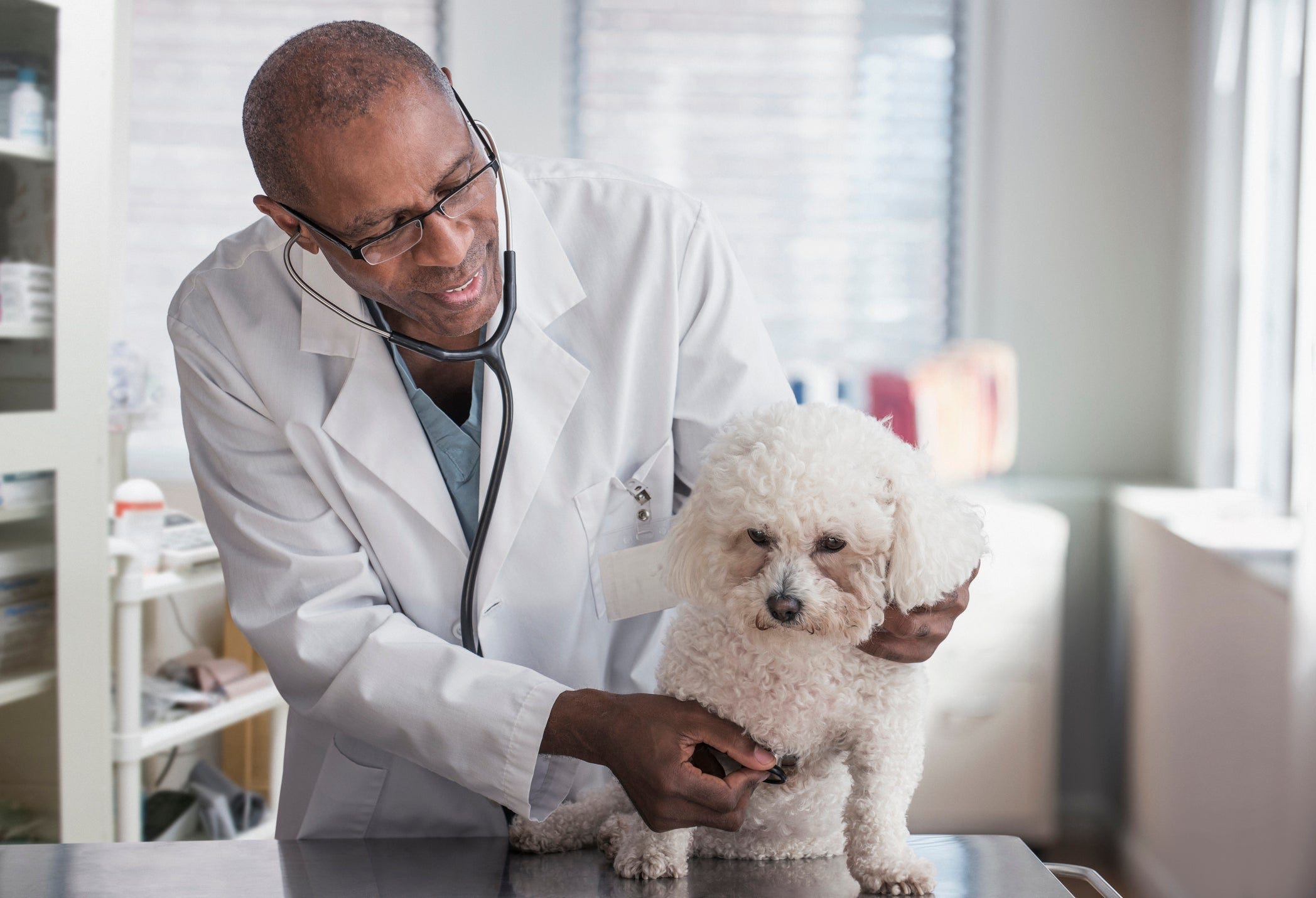 a vet checking up a schnoodle