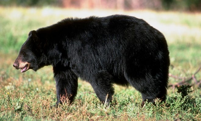 The right way to act round grizzlies, black bears The right way to act round grizzlies, black bears