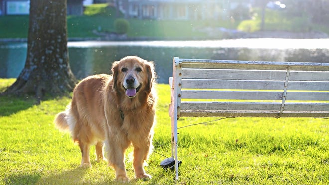 Certain sporting dogs, like golden retrievers, need lots of daily activity and exercise, meaning more walks.