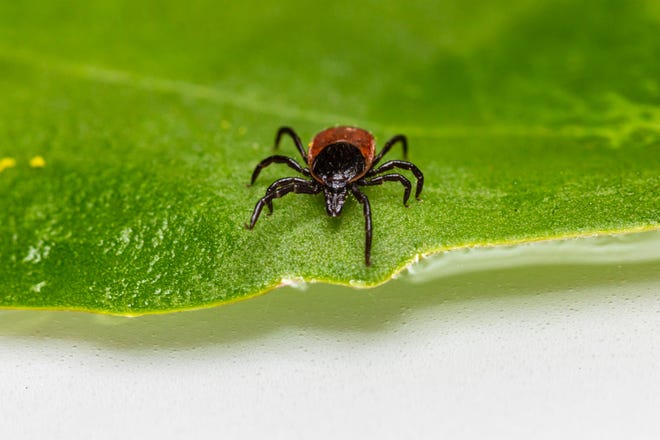 Ticks can carry diseases such as ehrlichiosis, Rocky Mountain spotted fever and Lyme disease.