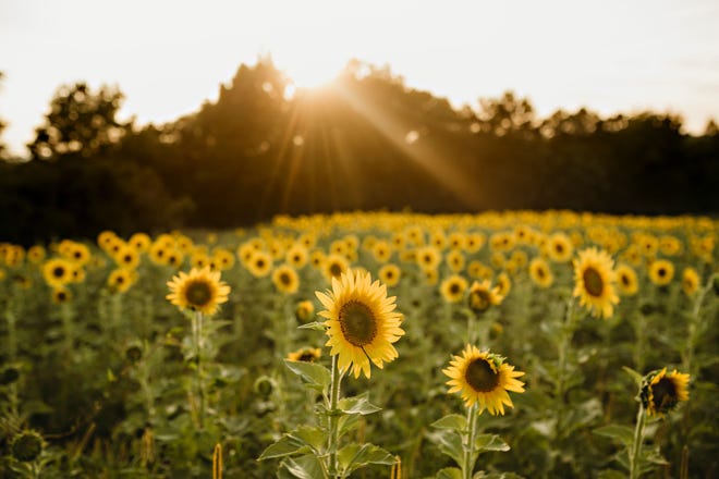 A sunflower field at Hudson Valley Cold Pressed Oils