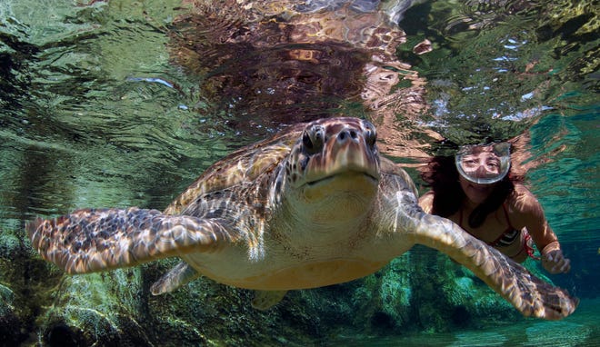 Swim with sea turtles at the Cayman Turtle Center.