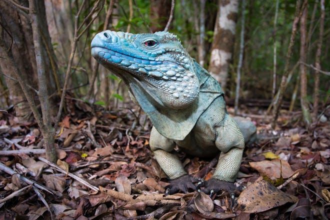 The critically endangered Cayman blue iguana once numbered in the tens of thousands.