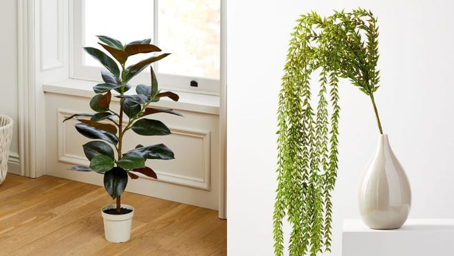 How can I tell if my plant is dead or alive? Here are 3 things to know