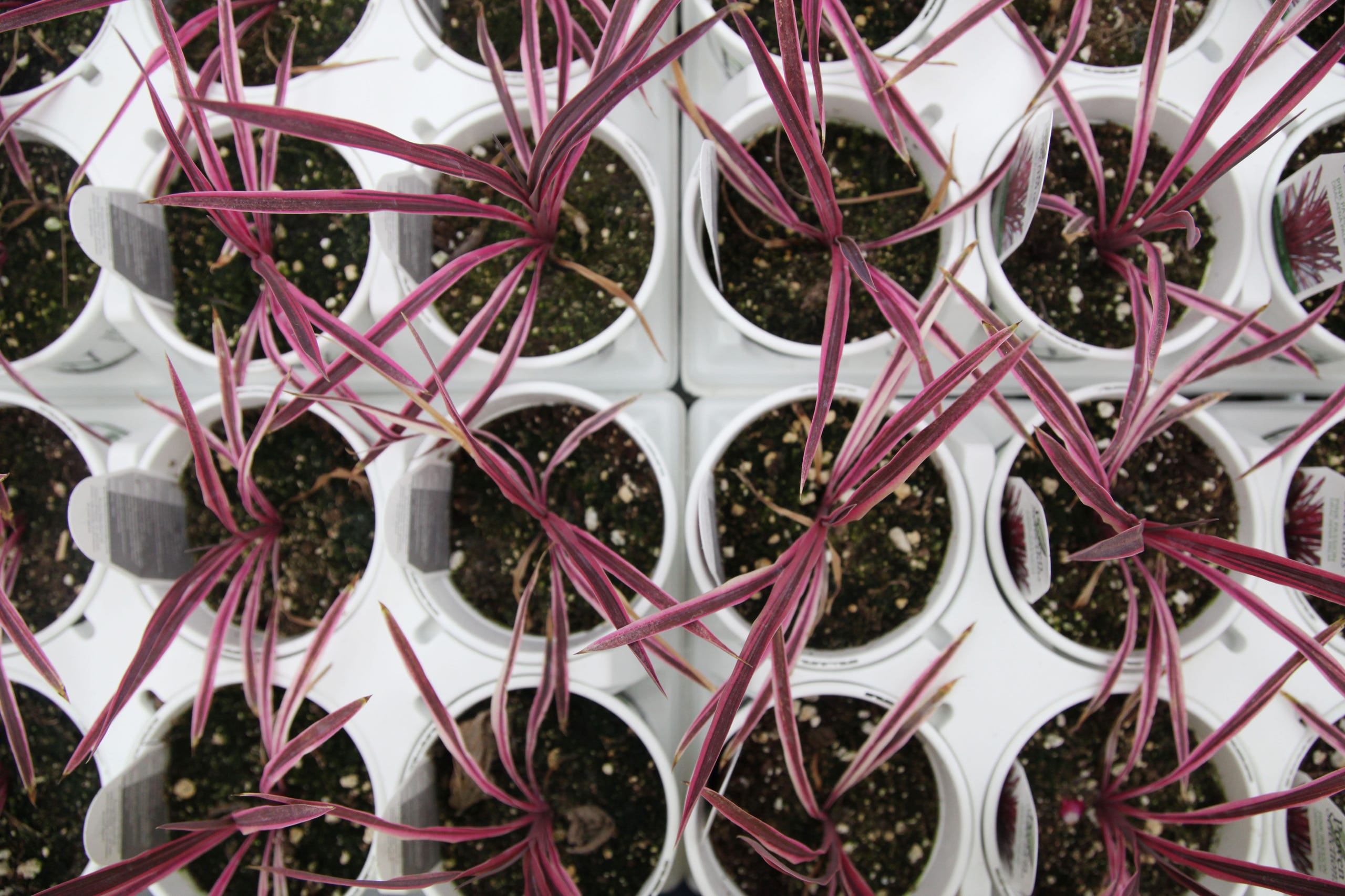 9 Photos A Look Inside The New Canoyer Garden Center In Grimes