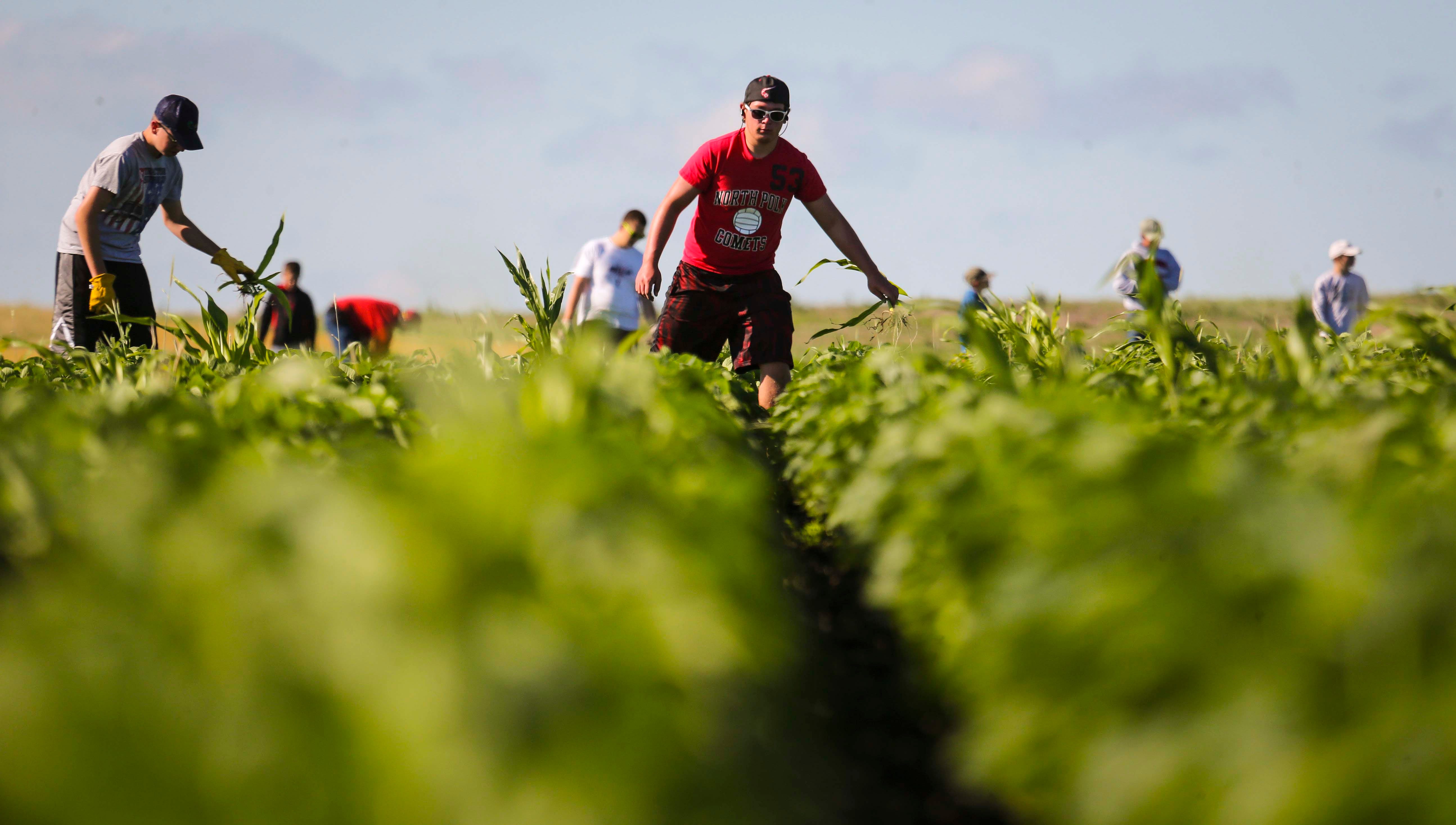 A crew of teenagers work, walking Aaron Lehman s soybean fields July 15, 2014, near Polk City. The threat that herbicide resistant weeds, such as Palmer amaranth, will get a toehold in Iowa has sparked discussion about whether Iowa could return to a time when most farmers used high school students to walk beans, hand-weeding soybean crops.