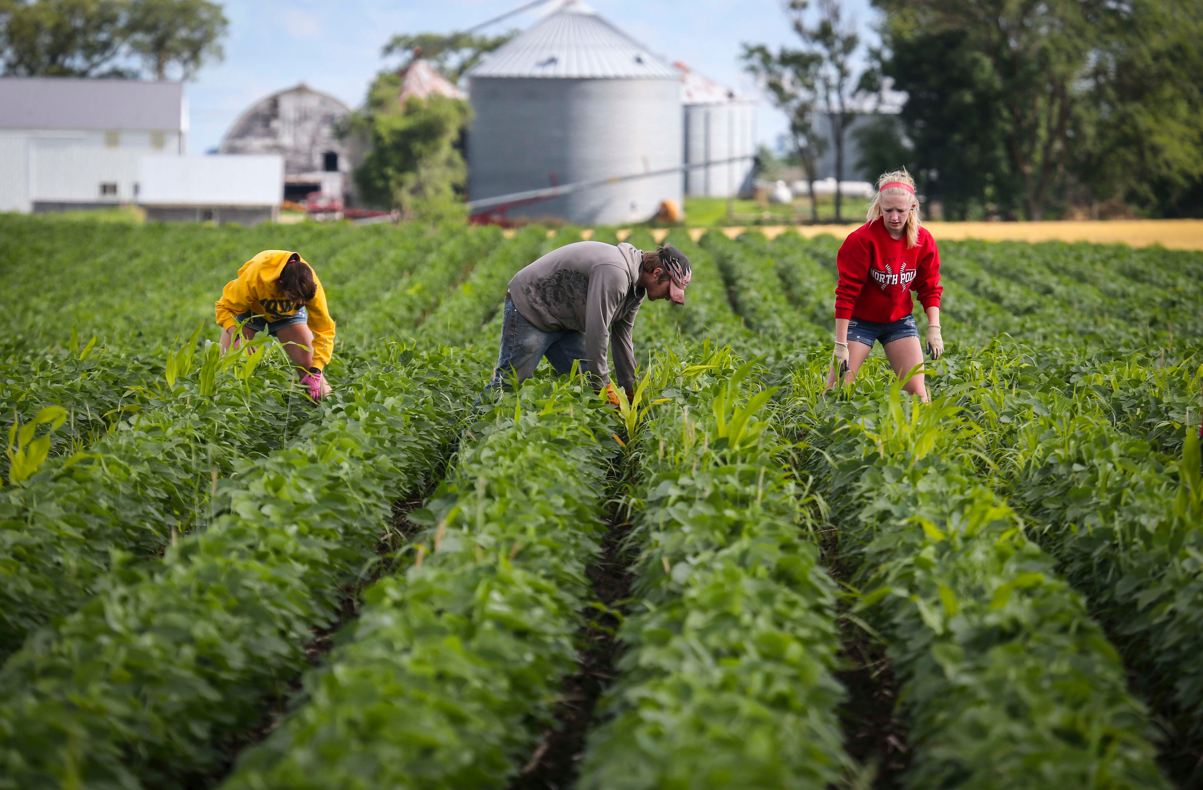 A crew of teenagers work, walking Aaron Lehman s soybean fields July 15, 2014, near Polk City. The threat that herbicide resistant weeds, such as Palmer amaranth, will get a toehold in Iowa has sparked discussion about whether Iowa could return to a time when most farmers used high school students to walk beans, hand-weeding soybean crops.