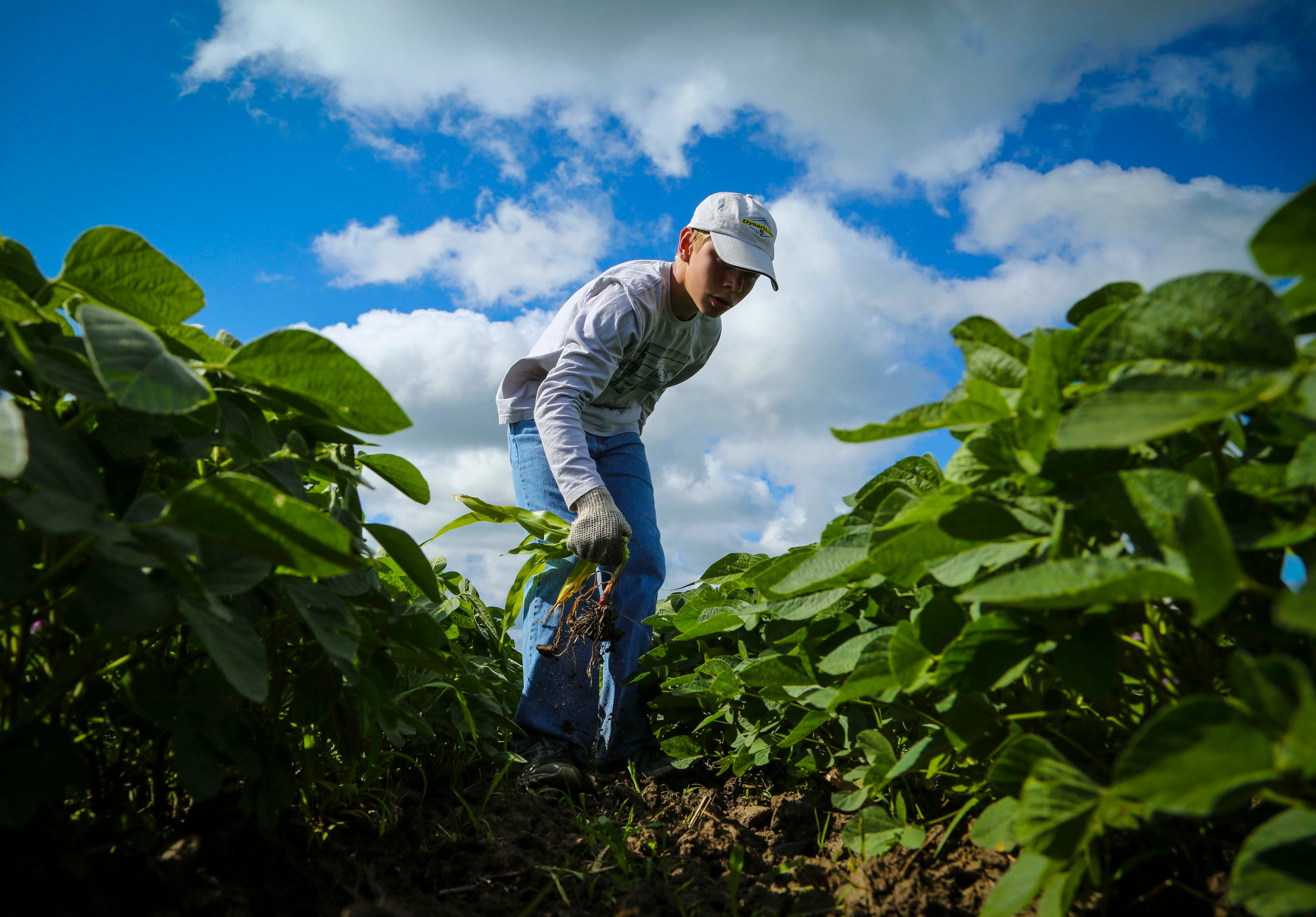 Broc Davidson, 14, of Elkhart, pulls volunteer corn and weeds from Aaron Lehman s soybean fields July 15, 2014, near Polk City, Iowa. The threat that herbicide resistant weeds, such as Palmer amaranth, will get a toehold in Iowa has sparked discussion about whether Iowa could return to a time when most farmers used high school students to walk beans, hand-weeding the soybean crop.